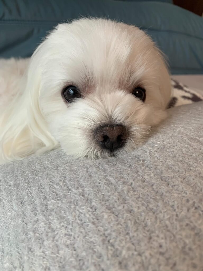 Rescue A Maltese whatsapp image 2026 06 06 at 10.05.55 pm